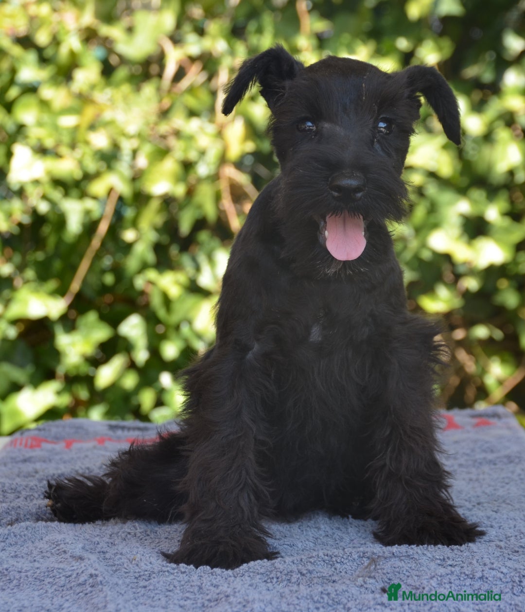 Schnauzer Miniatura perros en venta: Schnauzer miniatura negro en Zamora - Imagen 3
