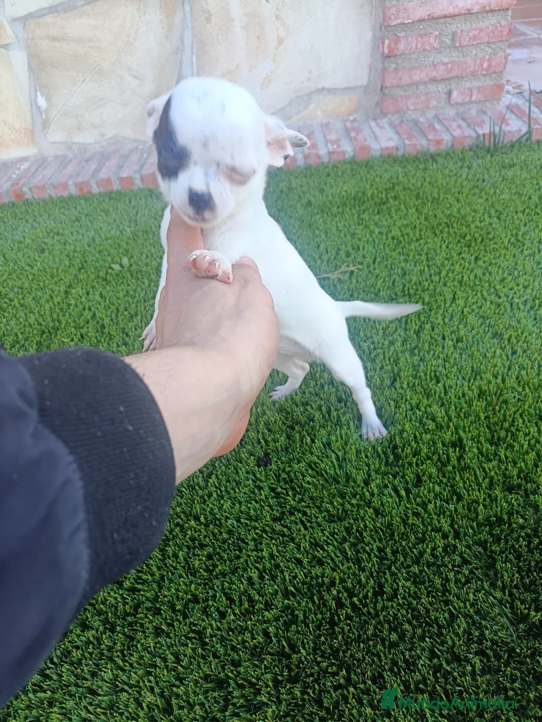 Chihuahua perros en venta: Chihuahuas  - Anuncio 3