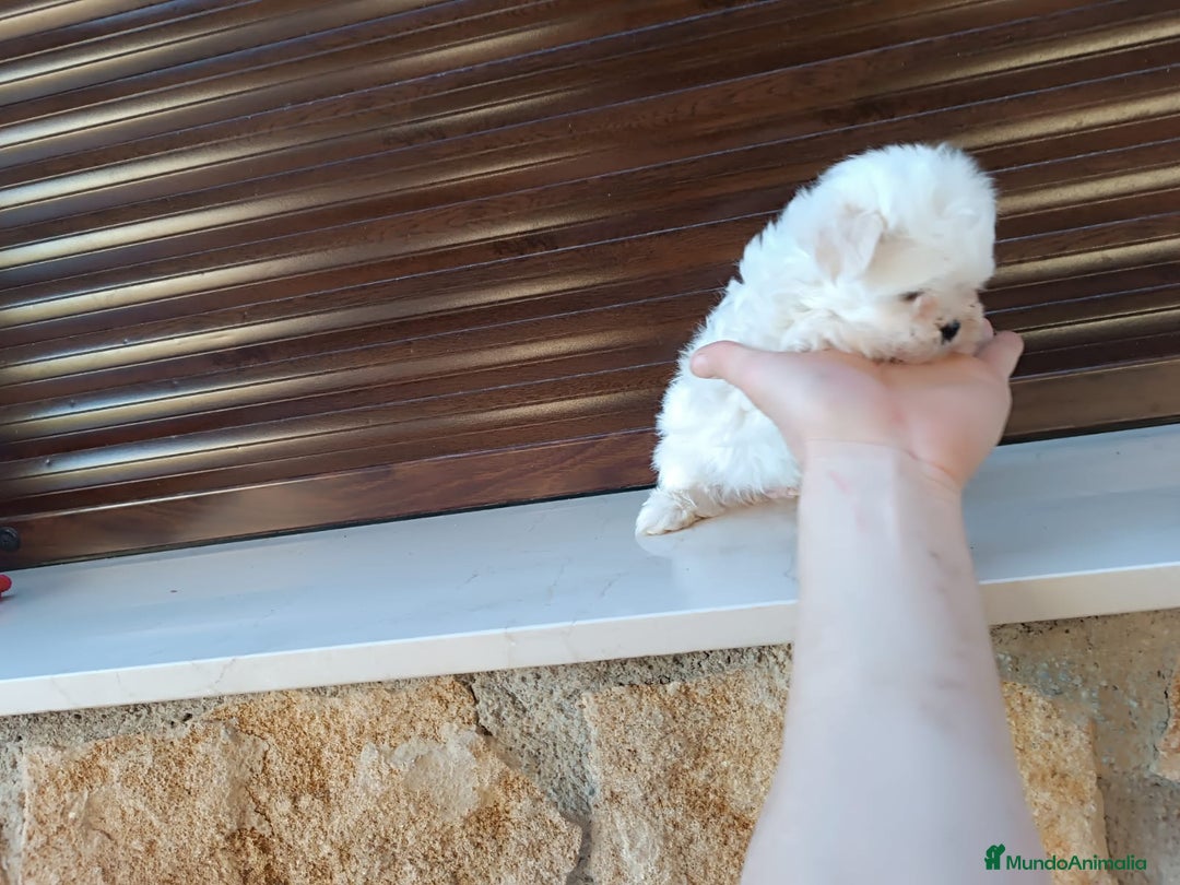 Bichón Maltés perros en venta: Bichón maltés toy  - Anuncio 4