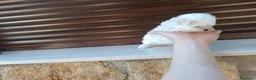 Bichón Maltés perros en venta: Bichón maltés toy  - Anuncio 4