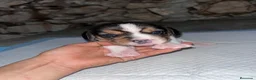 Beagle perros en venta: Cachorros Beagle disponibles para visitas 🏡🐶 - Anuncio 3
