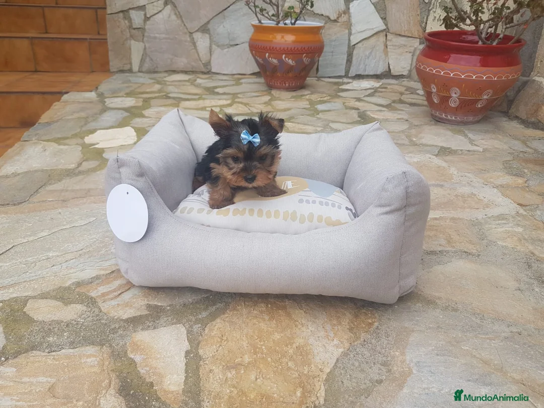 Yorkshire Terrier perros en venta: Yorkshire Terrier  en Barcelona - Anuncio 3