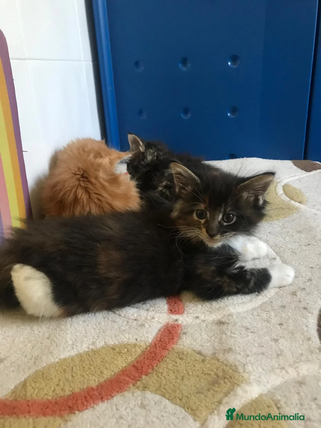 Maine Coon gatos en venta: Adorables macho y hembra Mainecoon en Madrid - Anuncio 4