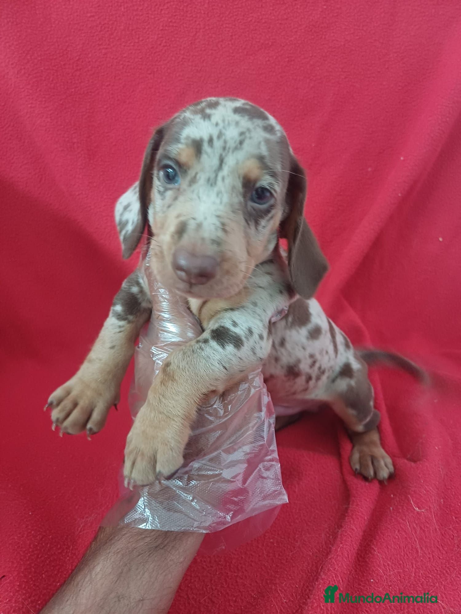 Teckel Miniatura perros Teckel Mini Arlequin  - Anuncio 22