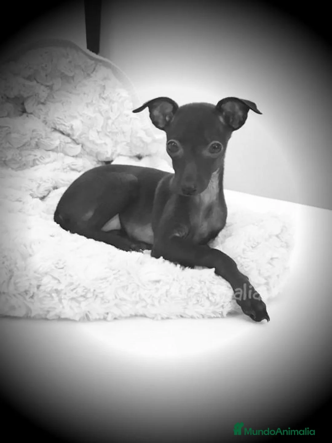 Imagen de galería {{count}}