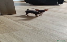 Chihuahua perros en venta: Chihuahua  - Imagen 3
