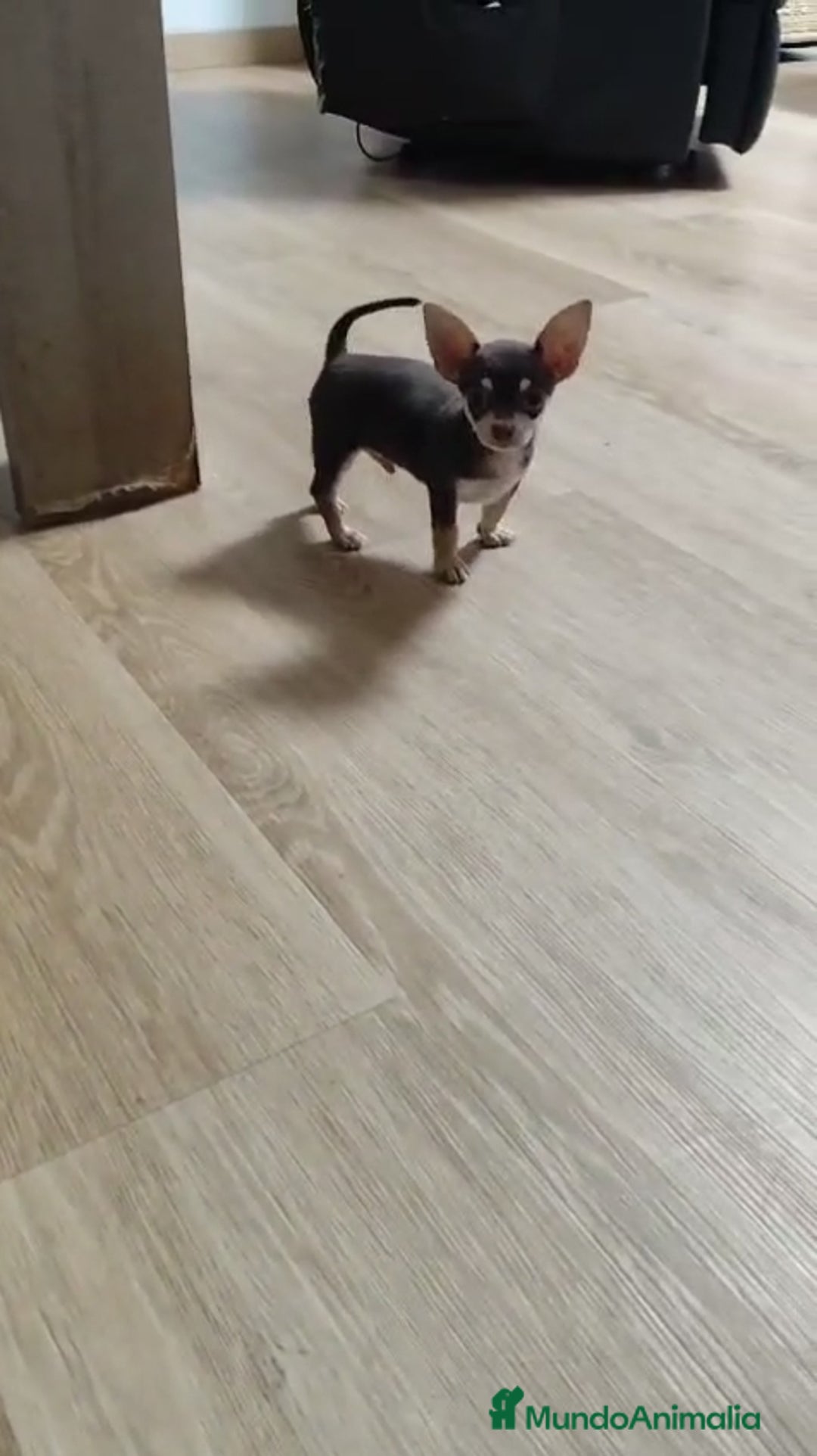 Chihuahua perros en venta: Chihuahua  - Imagen 3
