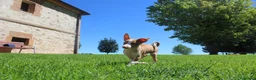 Podenco Andaluz perros en venta: Podencos andaluces  - Anuncio 9