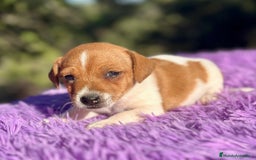Jack Russell Terrier perros en venta: Jack Russell hembra bicolor.  - Imagen 5