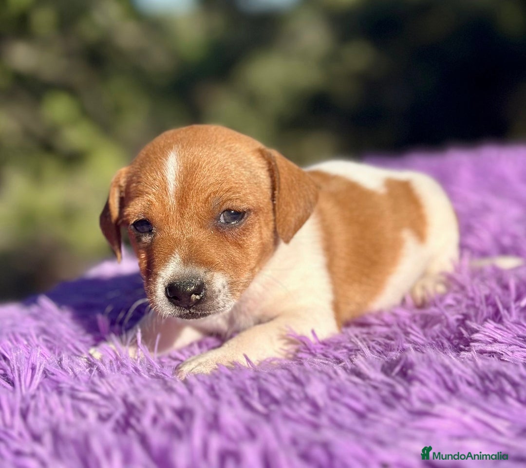 Jack Russell Terrier perros en venta: Jack Russell hembra bicolor.  - Imagen 5