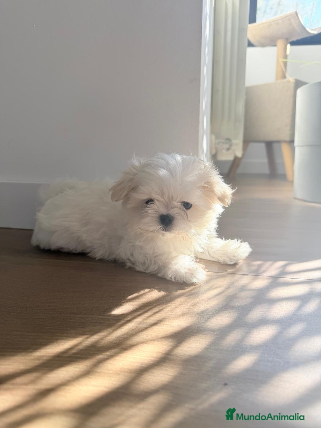 Bichón Maltés perros en venta: Bichón maltes coreano  - Anuncio 4