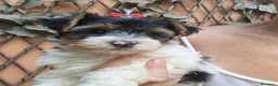 Biewer Yorkshire Terrier a la Pom Pon perros en venta: Yorkshire Biewer  - Anuncio 6