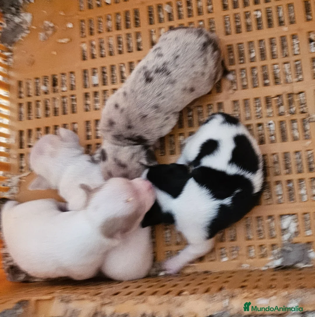 Chihuahua perros en venta: Chihuahuas mini - Anuncio 2