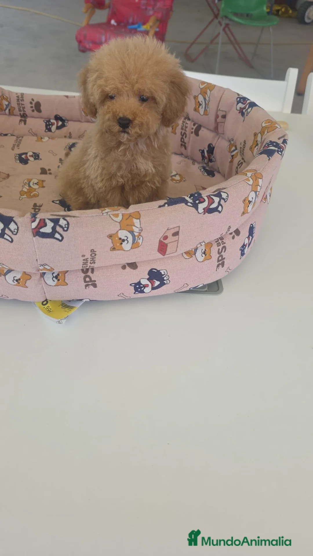 Caniche Toy perros en venta: Caniche Toy - Anuncio 8