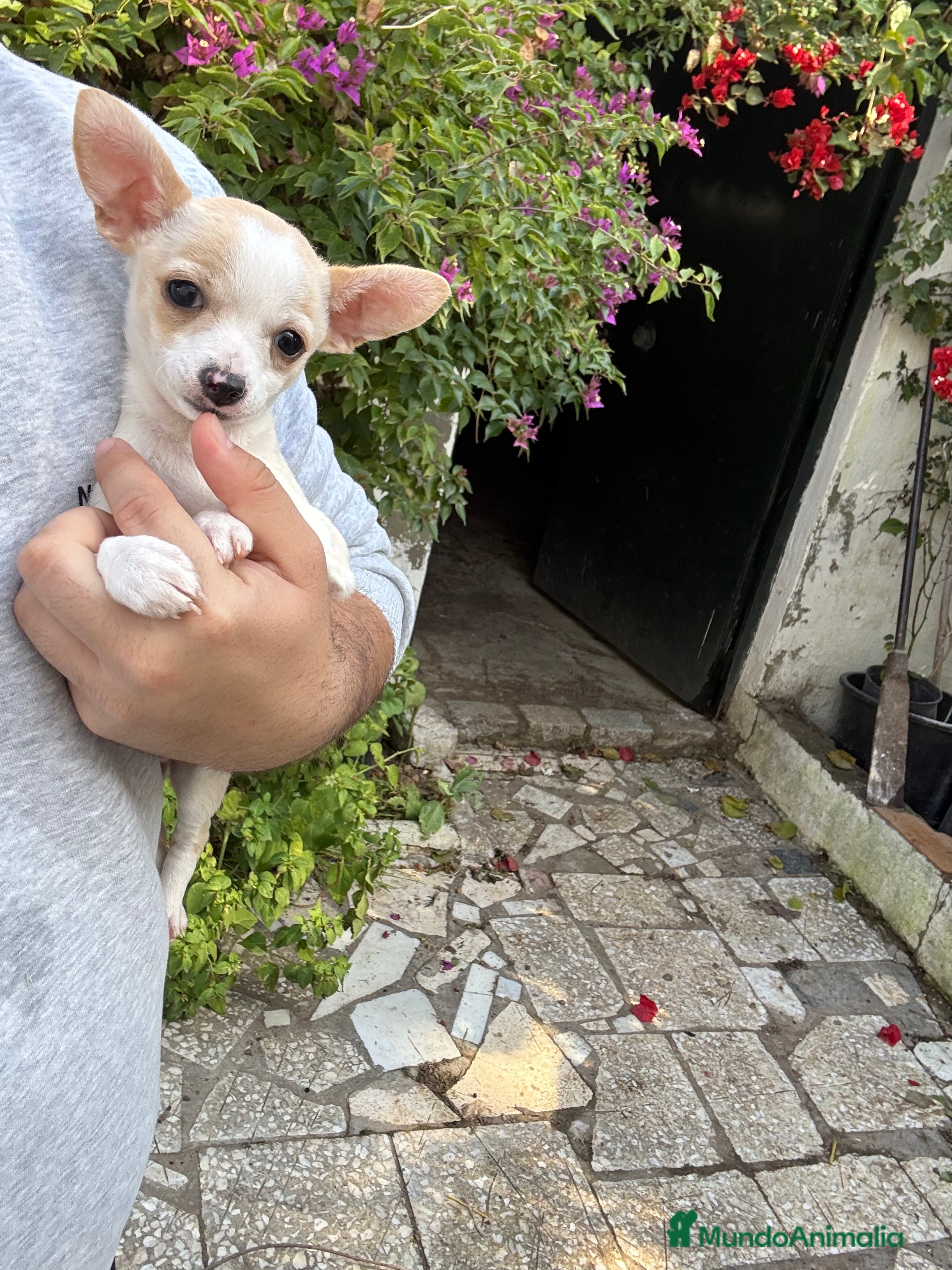 Chihuahua perros Chihuahuas Toy - Anuncio 5