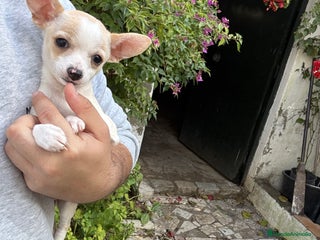 Chihuahua perros Chihuahuas Toy - Anuncio 4