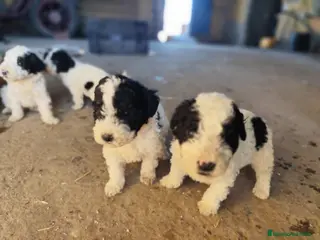 Perro de Agua Español perros Perro de agua - Anuncio 1