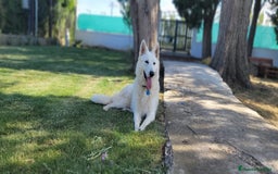 Pastor Blanco Suizo perros en venta: Cachorros de Pastor Blanco Suizo / 2 meses de edad - Imagen 7
