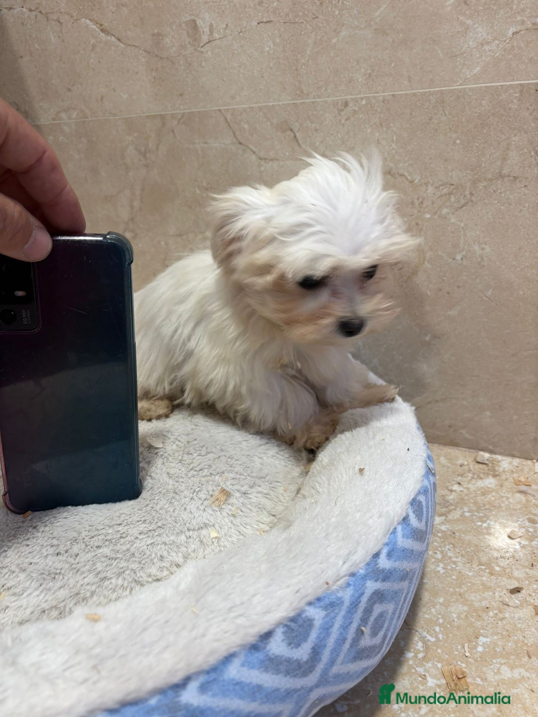 Bichón Maltés perros en venta: Bichon maltés toy  - Anuncio 9