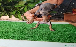 Ratón de Praga perros en venta: Raton de praga - Imagen 11