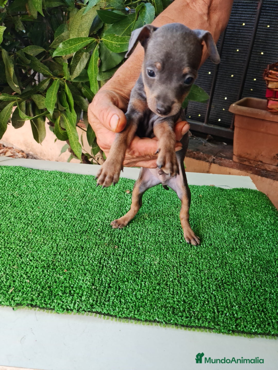Ratón de Praga perros en venta: Raton de praga - Imagen 11