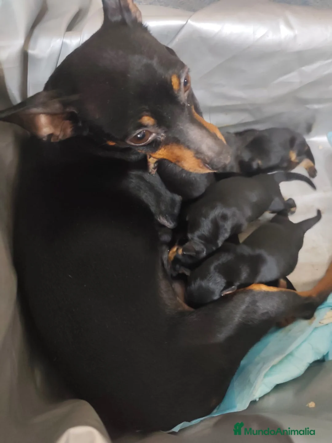 Pinscher Miniatura perros en venta: Mini Pincher  - Anuncio 6