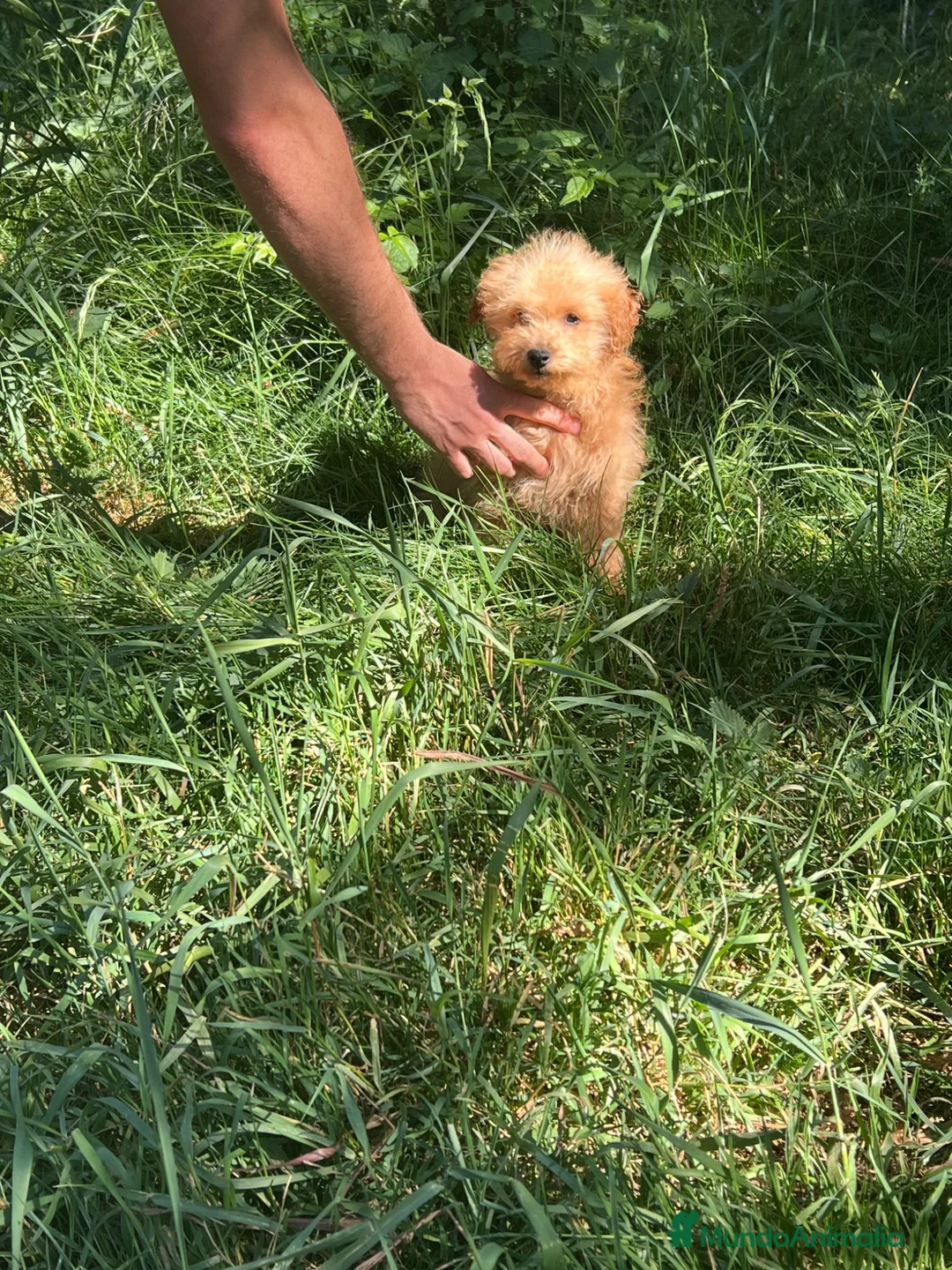 Caniche Toy perros en venta: Caniche macho apricot - Anuncio 2