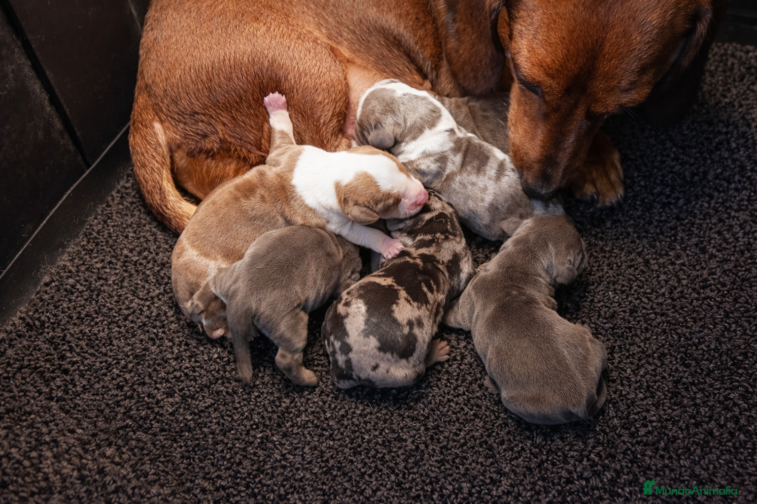 Teckel Miniatura perros Cachorros Teckel miniatura  - Anuncio 2