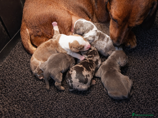 Teckel Miniatura perros Cachorros Teckel miniatura - Anuncio 1
