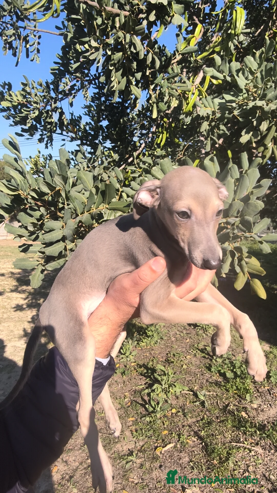 Pequeño Lebrel Italiano perros en venta: Pequeño lebrel Italiano Finca Paunais  - Anuncio 1