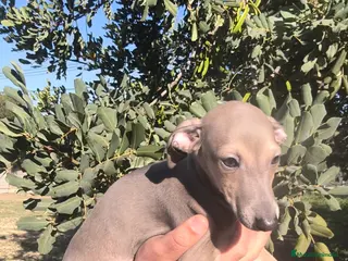 Pequeño Lebrel Italiano perros Pequeño lebrel Italiano Finca Paunais - Anuncio 1