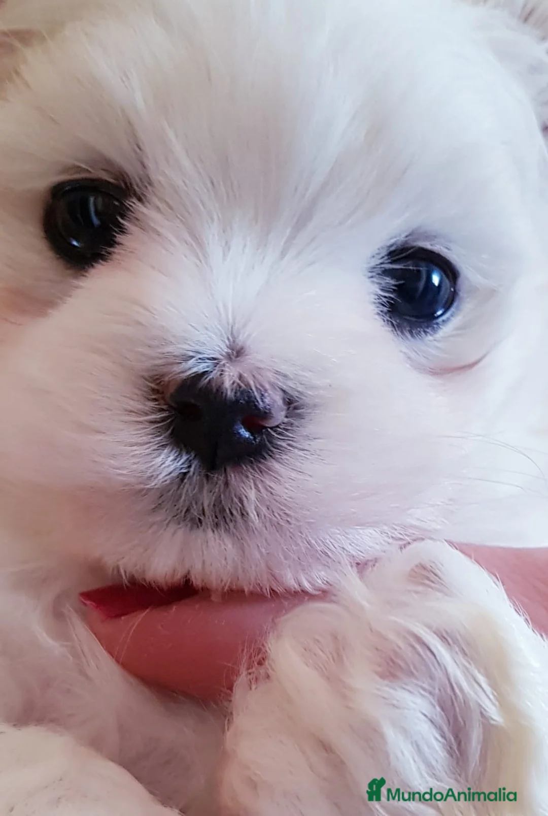 Bichón Maltés perros en venta: Cachorros Bichón Maltés en Barcelona - Anuncio 6