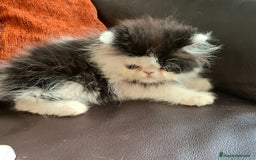 Persa gatos en venta: Gatitos persas pelo largo - Imagen 1