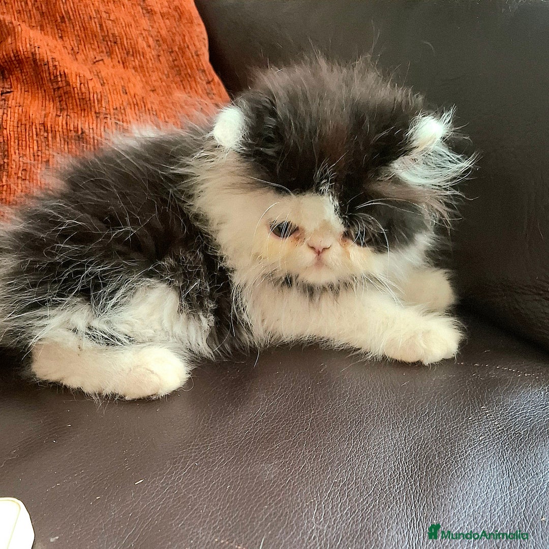 Persa gatos en venta: Gatitos persas pelo largo - Imagen 1