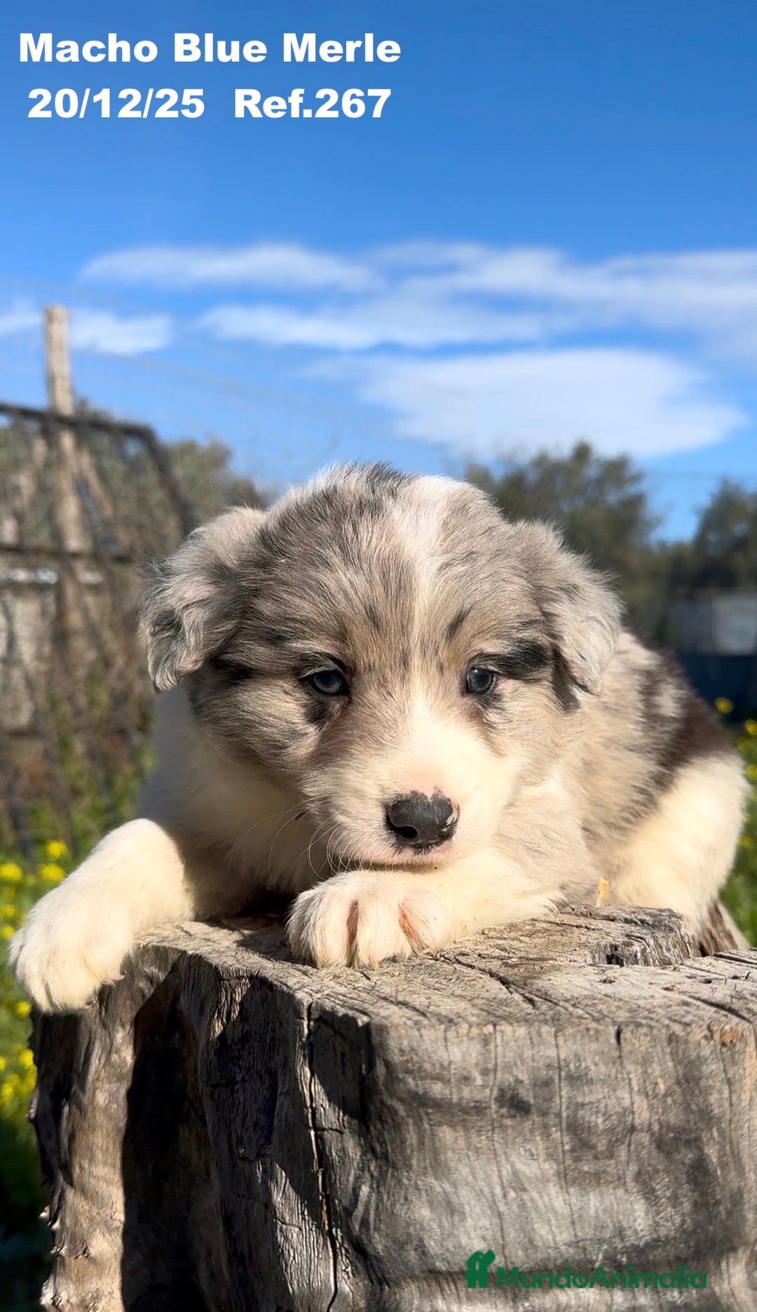 Border Collie perros en venta: BORDER COLLIE DE VILLA BIZNAGA - Anuncio 35