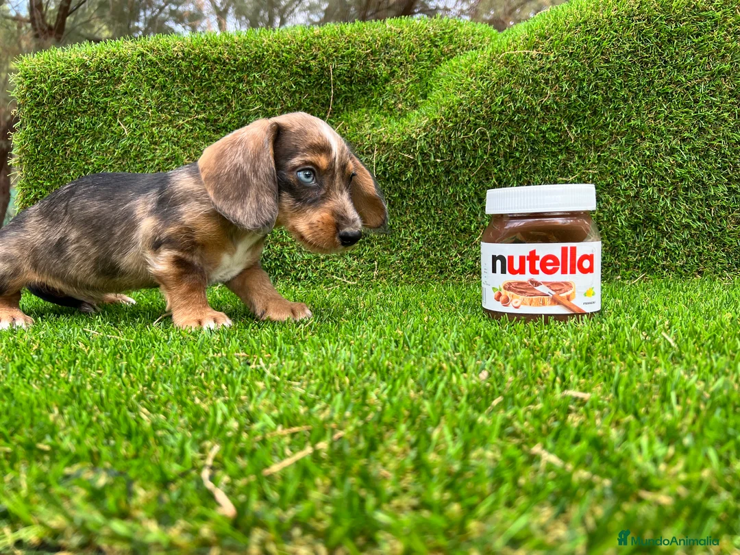 Teckel Miniatura perros en venta: Teckel MADRID  en Ciudad Real - Anuncio 5