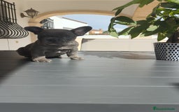 Bulldog Francés perros en venta: Bulldog Francés  - Imagen 6