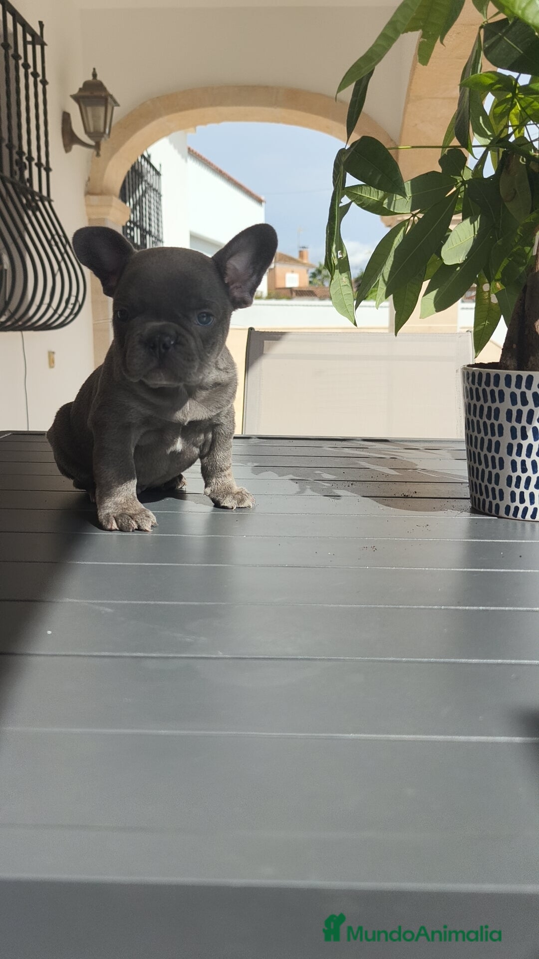 Bulldog Francés perros en venta: Bulldog Francés  - Imagen 6