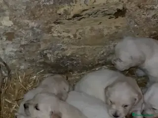 Golden Retriever perros Golden retriever. Preciosa camada - Anuncio 1