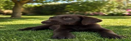 Labrador Retriever perros en venta: CACHORROS DE LABRADOR RETRIEVER  - Anuncio 2