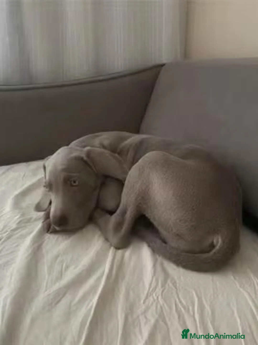 Weimaraner perros en venta: Macho Braco de Weimar 🩶🐾 - Anuncio 2