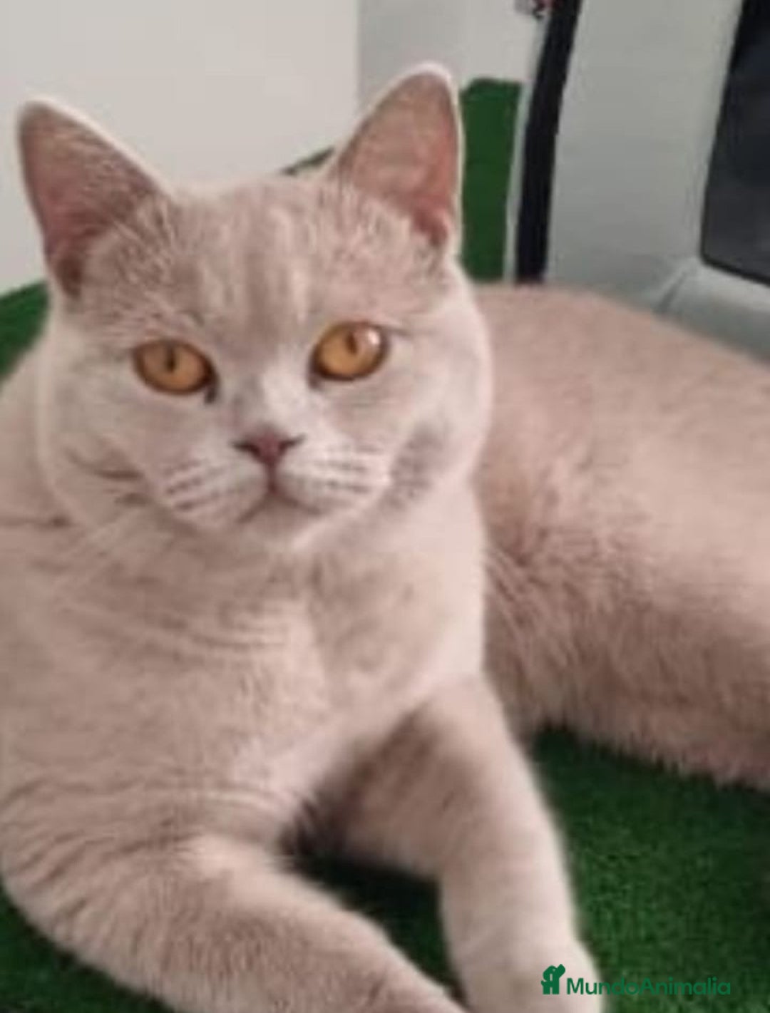 Británico de Pelo Corto Azul gatos en venta: British Shorthair Preciosas - Anuncio 7