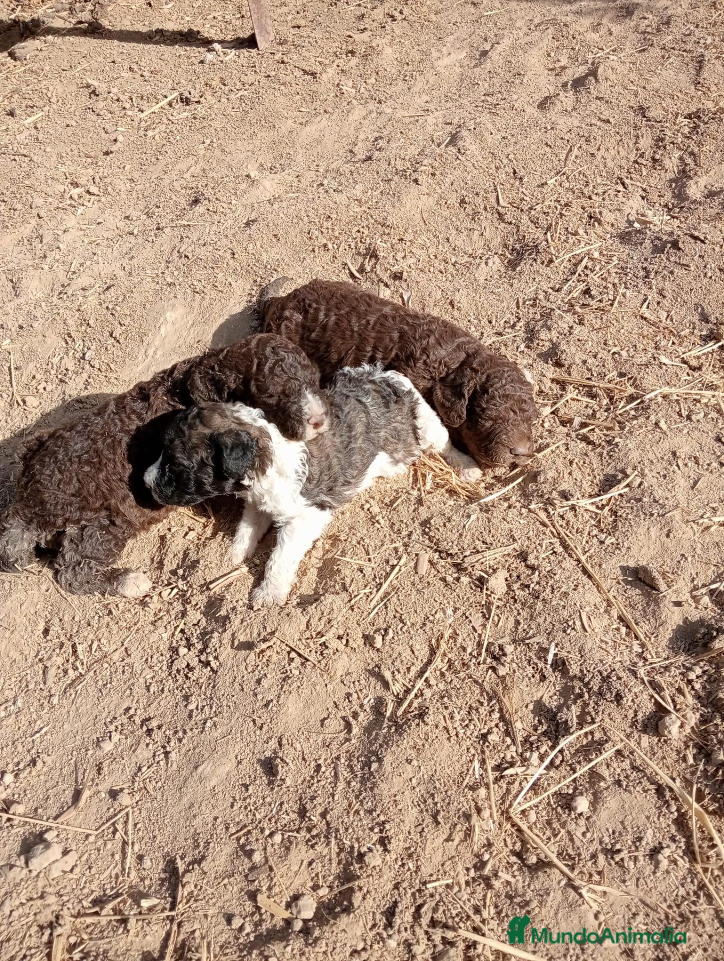 Perro de Agua Español perros Perros de agua  - Anuncio 1
