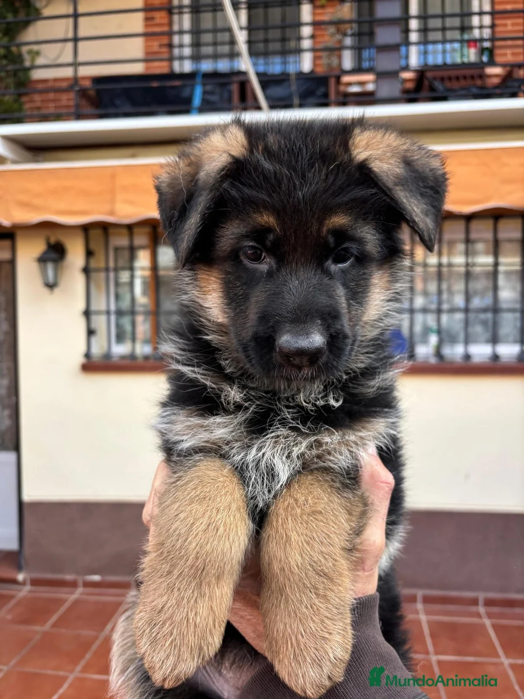 Pastor Alemán perros en venta: PASTOR ALEMAN MANTO NEGRO - Anuncio 1