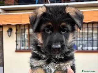 Pastor Alemán perros PASTOR ALEMAN MANTO NEGRO - Anuncio 3