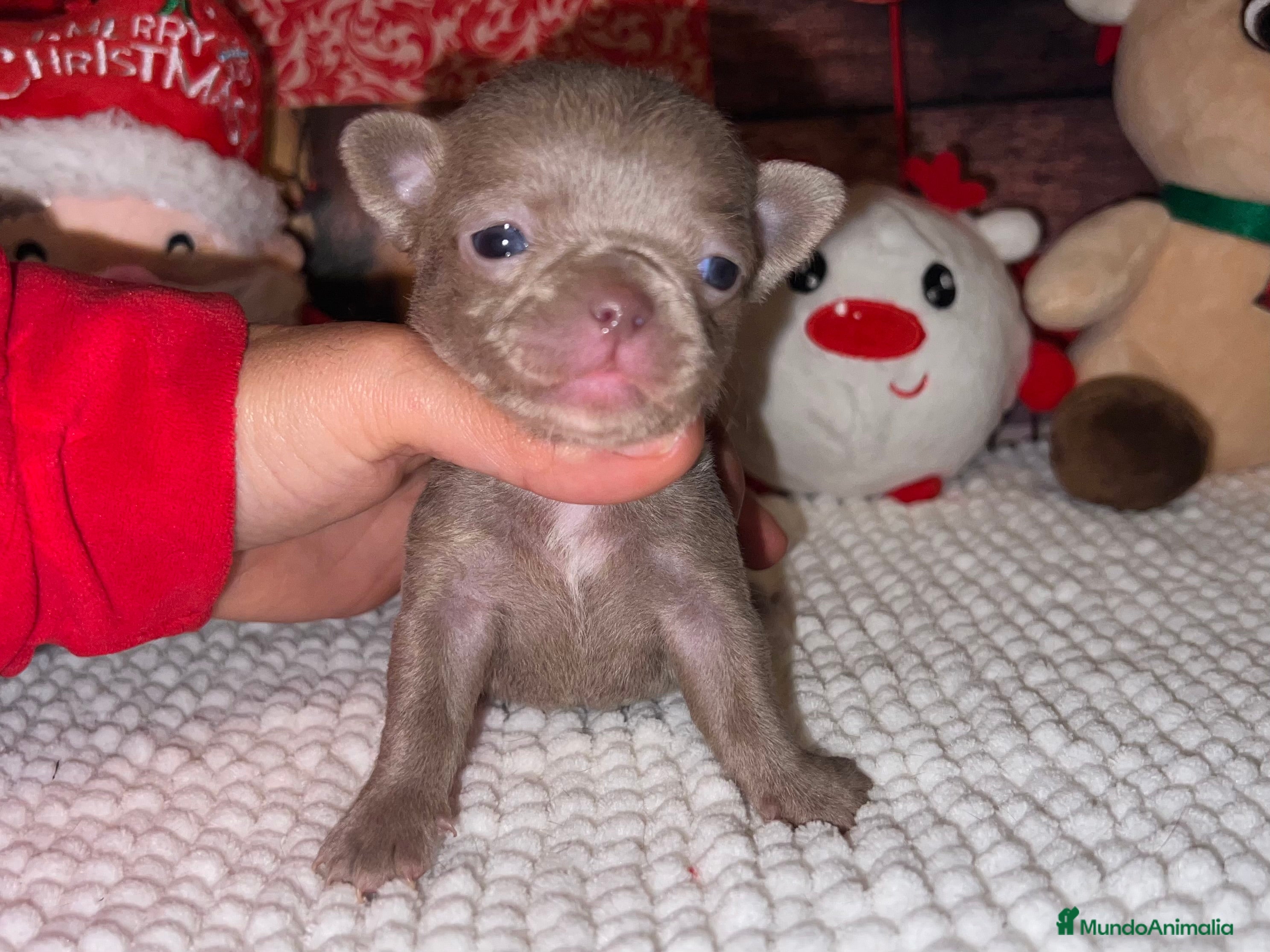 Chihuahua perros  PRECIOSA CHIHUAHUA LILAC TOY  - Anuncio 20