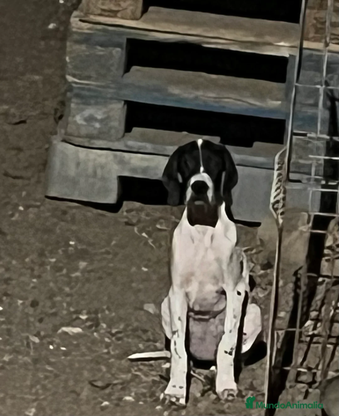 Pointer perros en venta: Pointer inglés CARABY  en Alicante - Anuncio 2