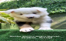 Border Collie perros en venta: Border Collie De Villa Biznaga - Imagen 11