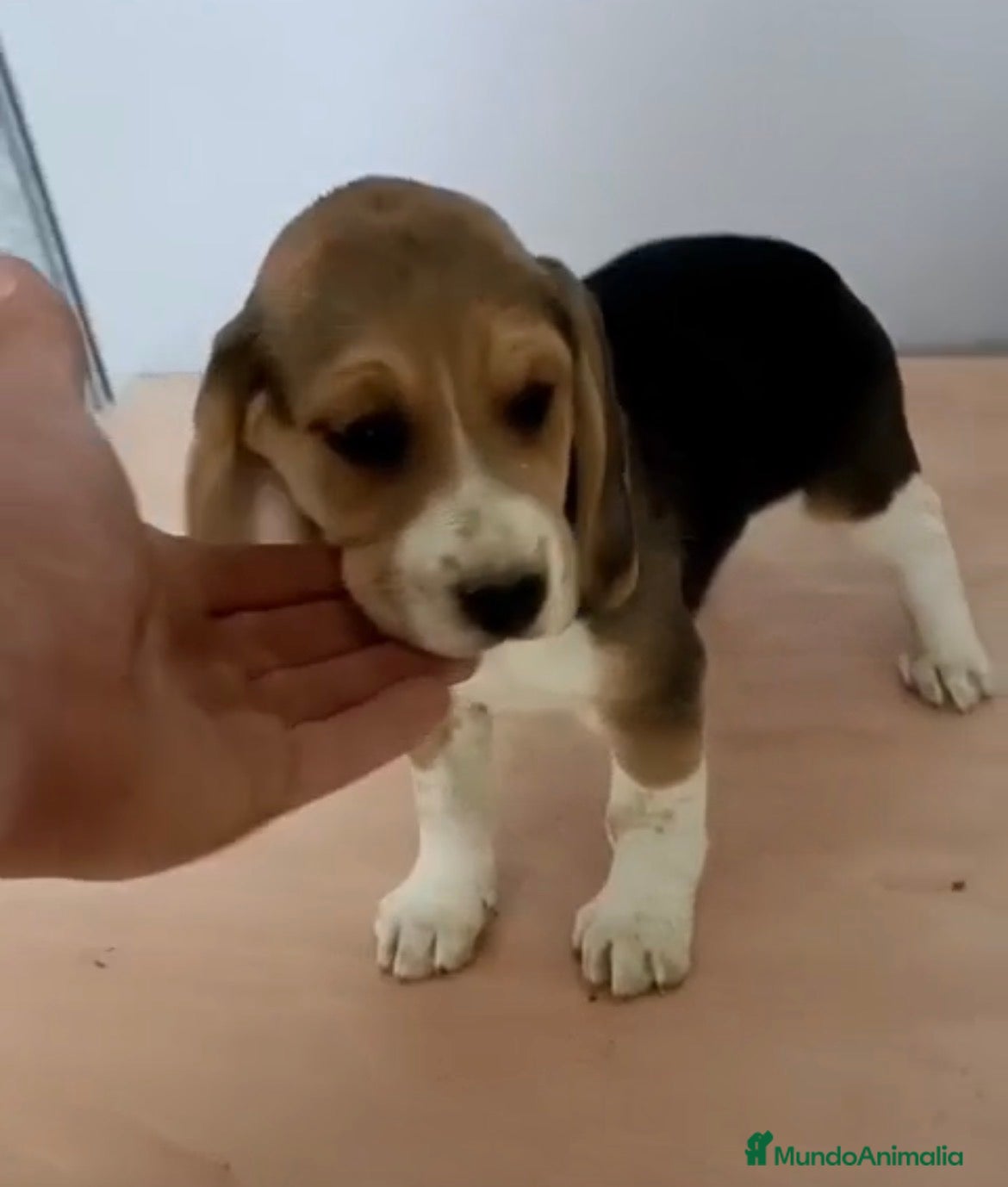 Beagle perros Beagle  - Anuncio 1