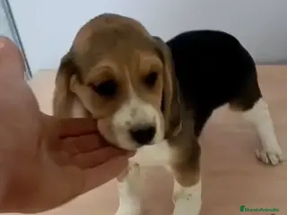 Beagle perros Beagle - Anuncio 1
